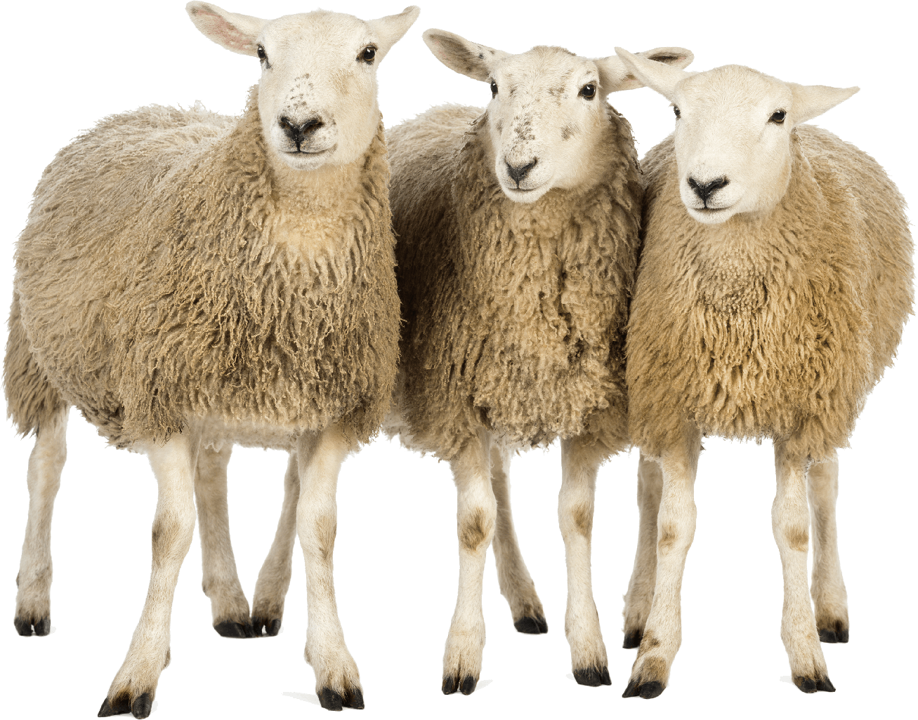 Sheep Png Download Image (black)