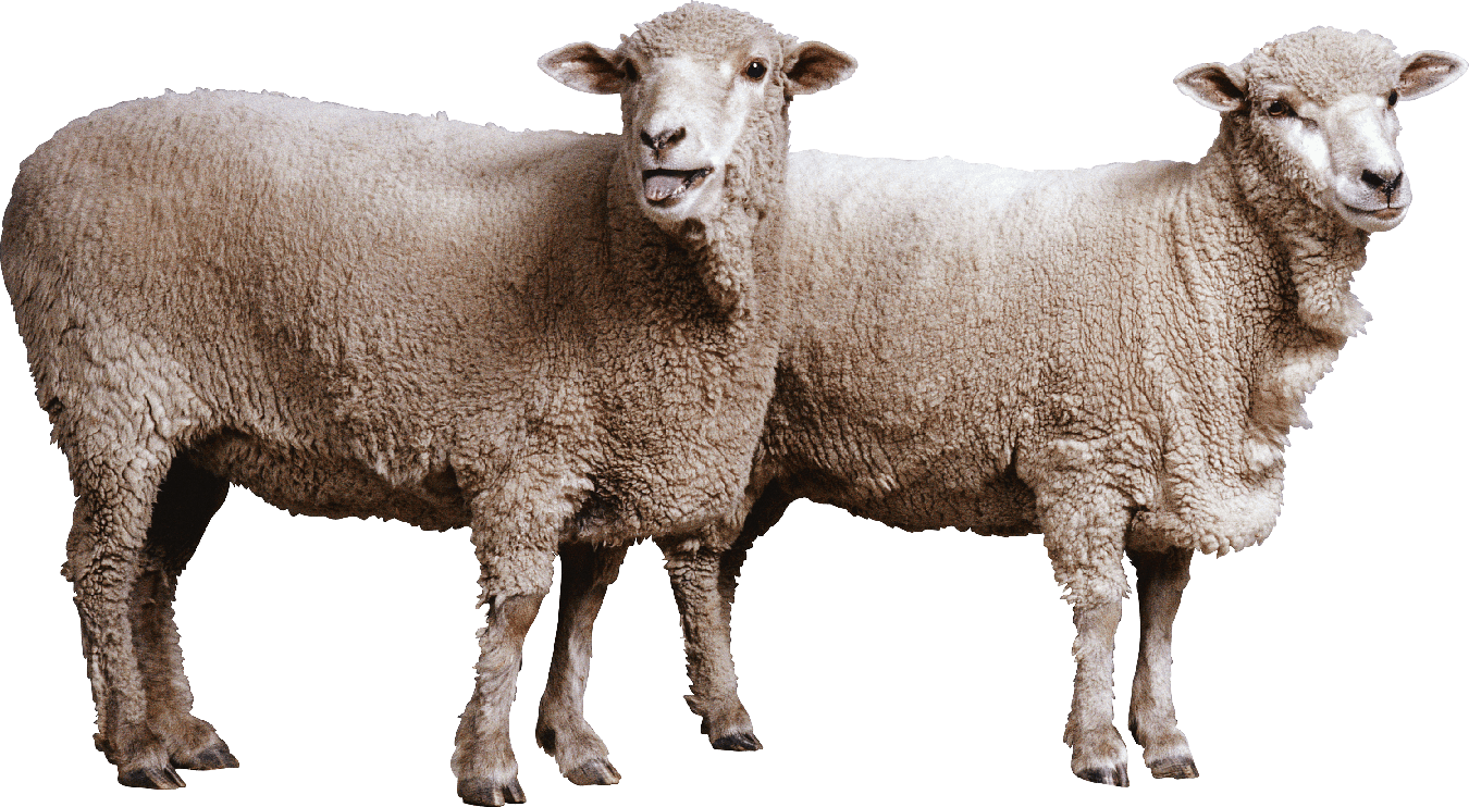 Sheep Png File Download Free (black, silver, gray)