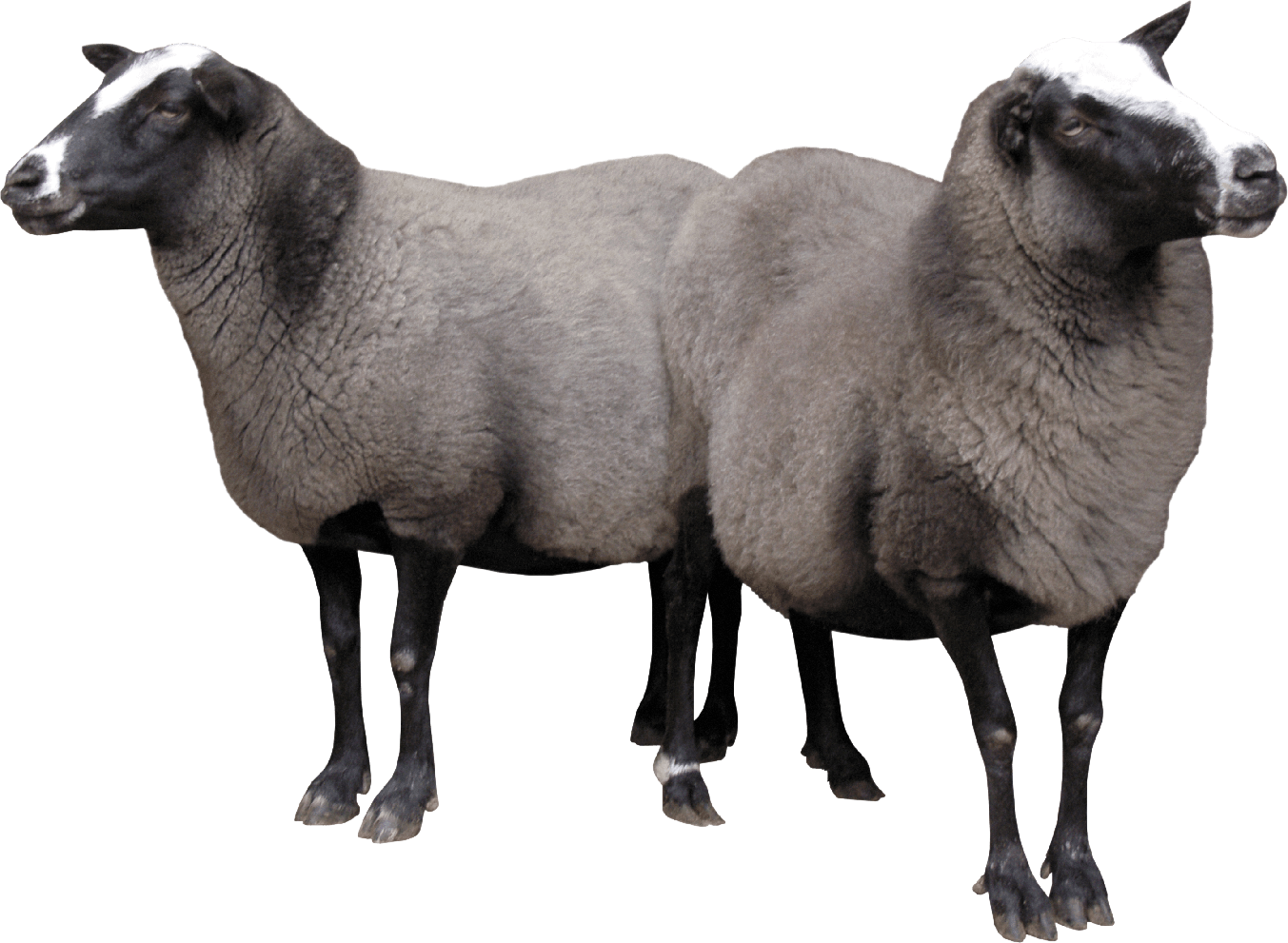 Sheep Png Free Image (black, white)