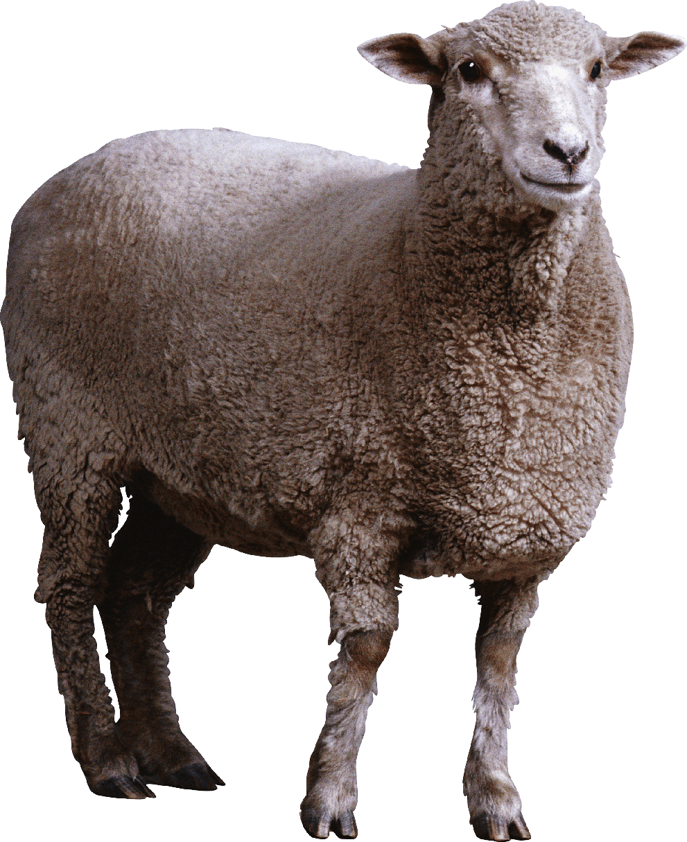 Sheep Png Hd Photo (black, maroon)