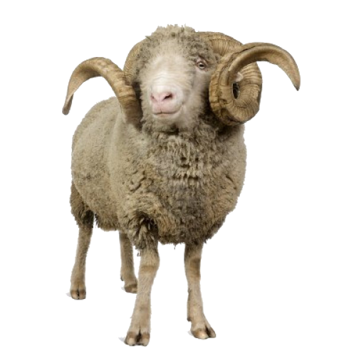 Sheep Png Image Free Download (black)