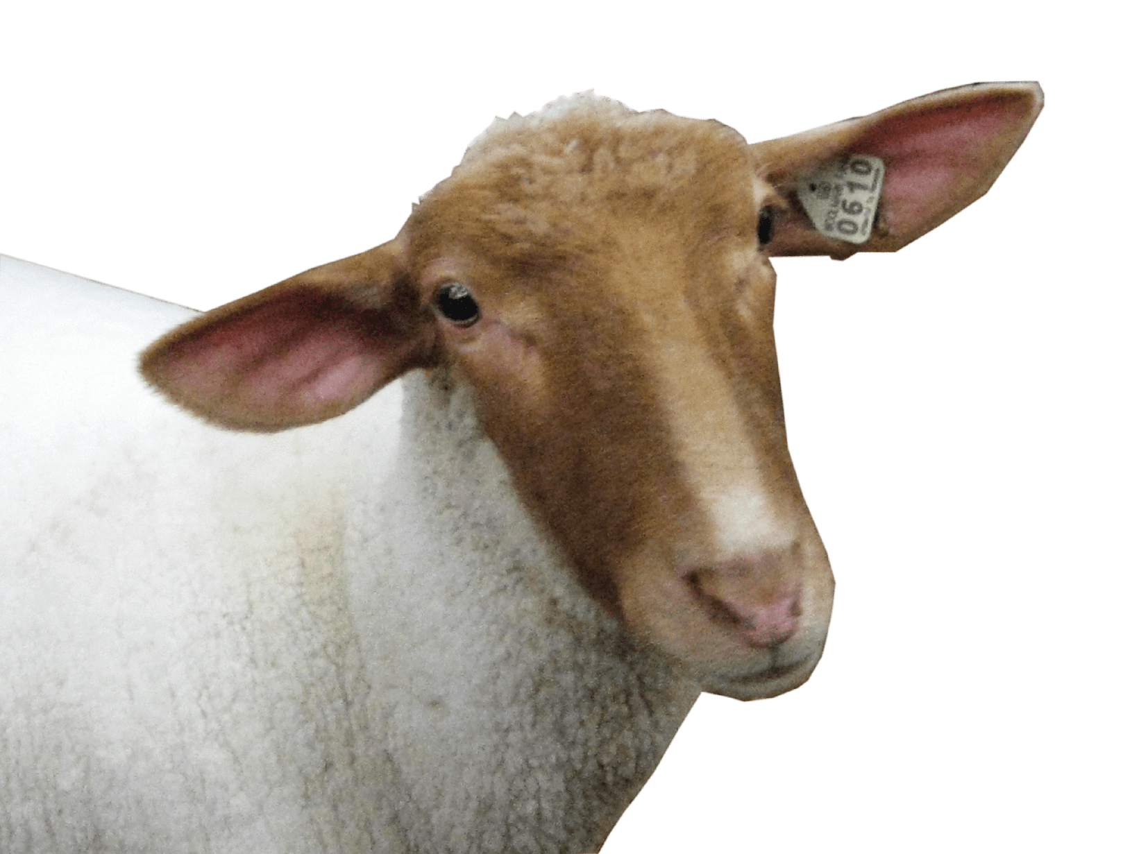 Sheep Png Image Hd (black, lavender, white)