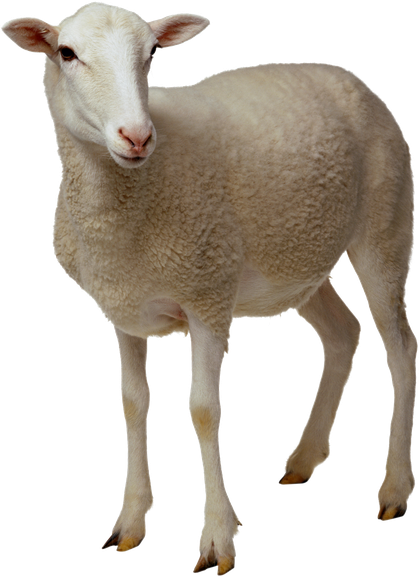 Sheep Png No Background (black, gray)