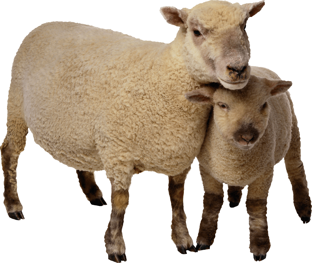 Sheep Png Photo Image (black, gray)