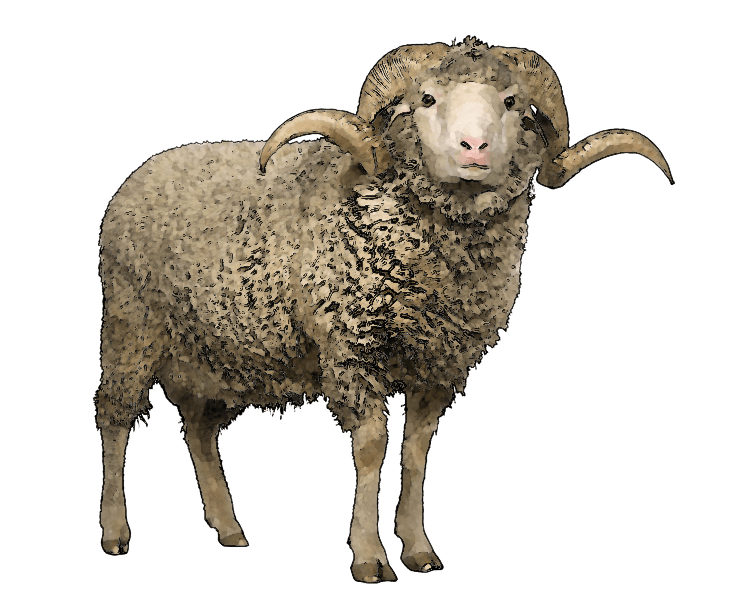 Sheep Png Transparent Background (black, gray)