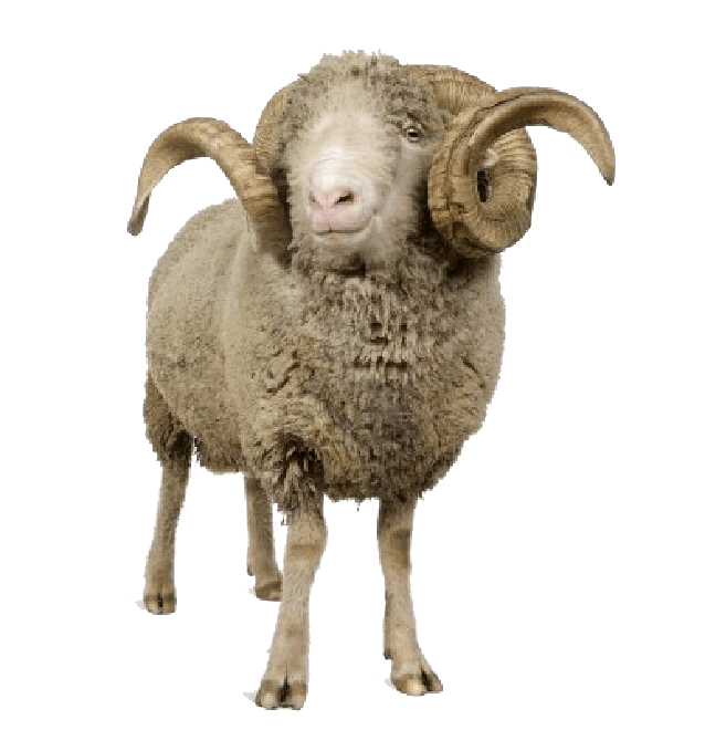 Sheep Png Transparent File (black, gray)