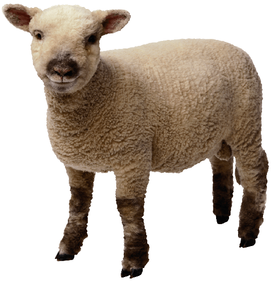 Sheep Png Transparent Image (black, gray)