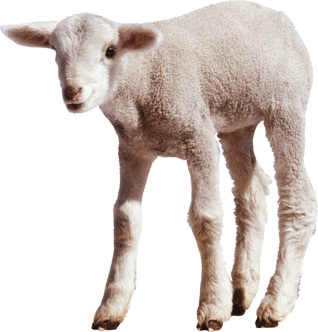 Sheep Png Transparent Images (black, silver, beige)