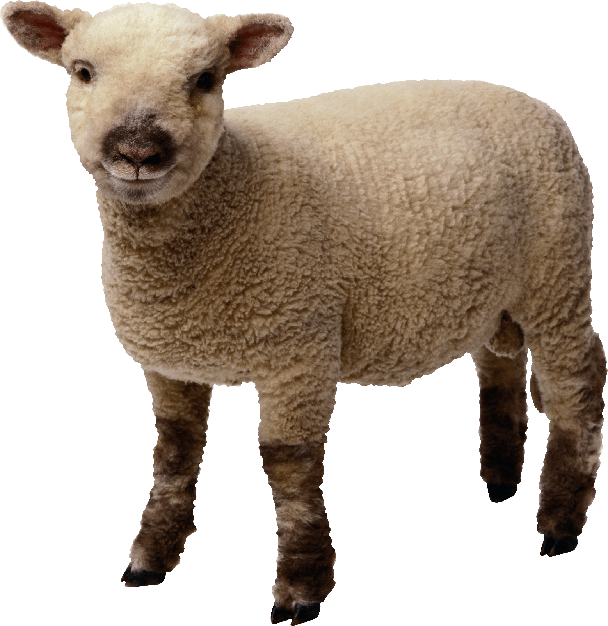 Sheep Png Transparent Photo (black, olive, gray)