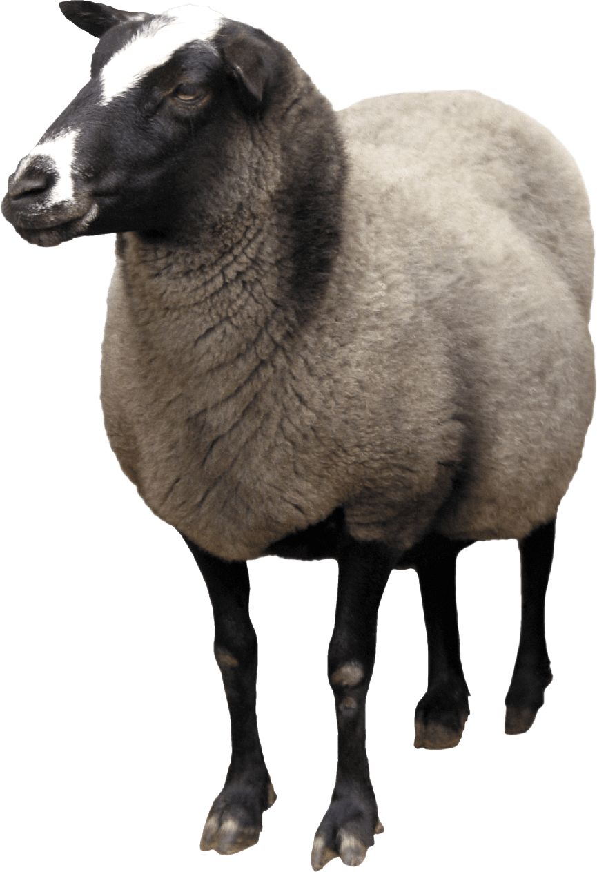 Sheep Png Transparent (black, white)