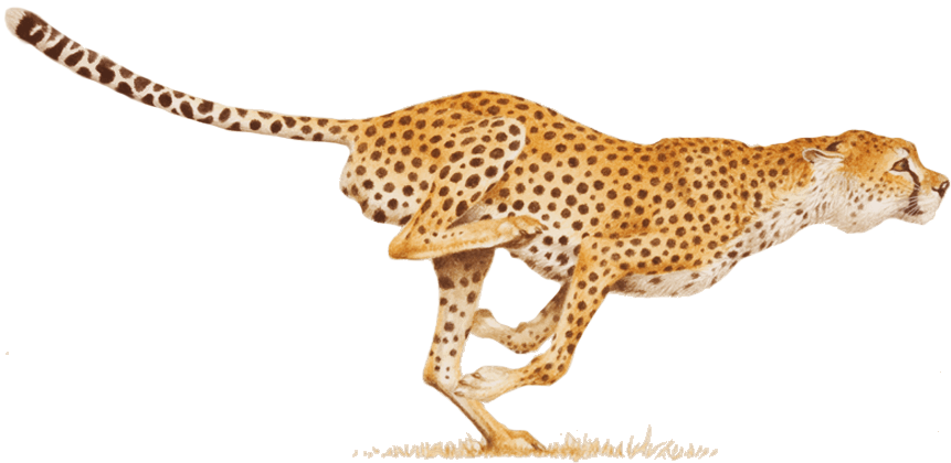 Cheetah Png Image (black, white, indigo, gray)