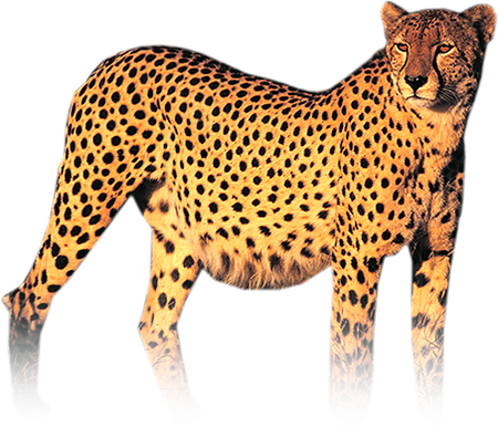 Cheetah Png Photo (chocolate, maroon, white, black, olive)