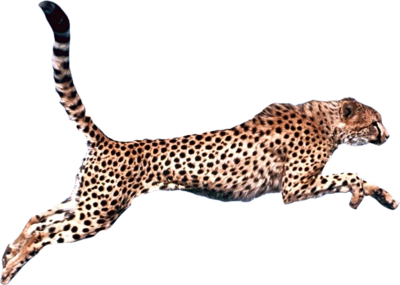 Cheetah Png Pic (gray, silver, salmon)