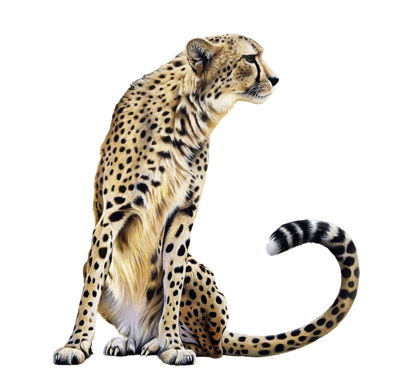 Cheetah Png Transparent (black)