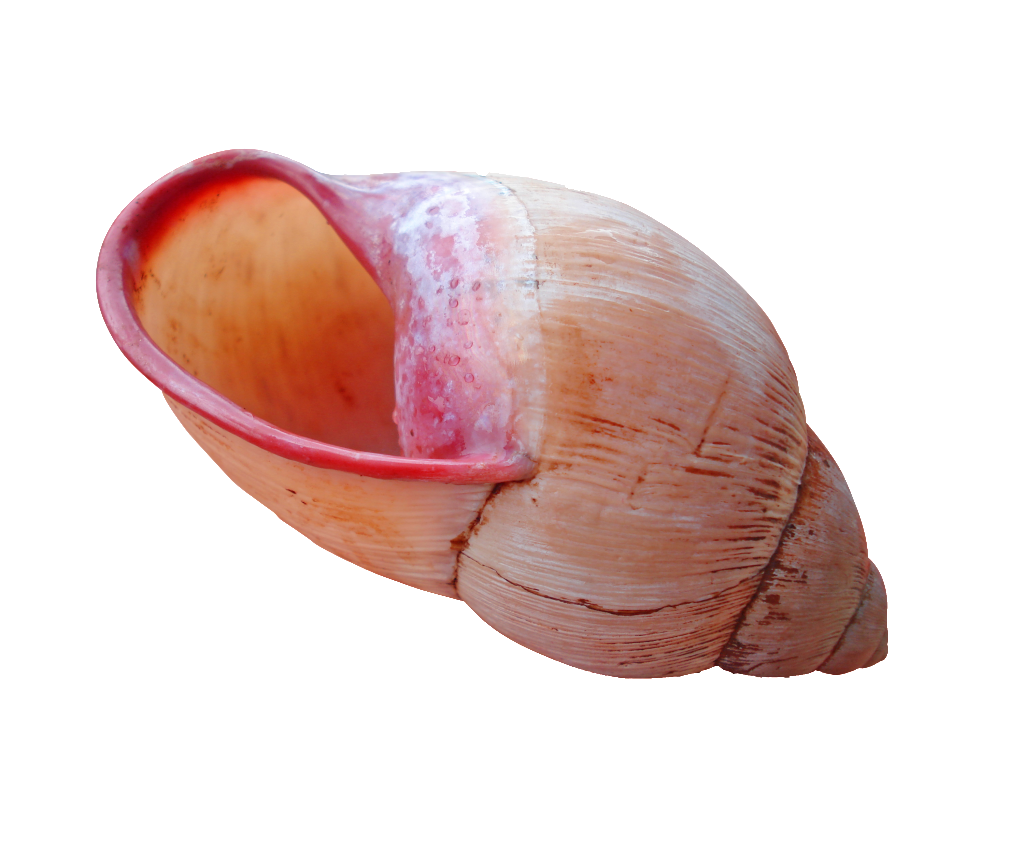 Shell Download Png (chocolate, salmon, gray, white)