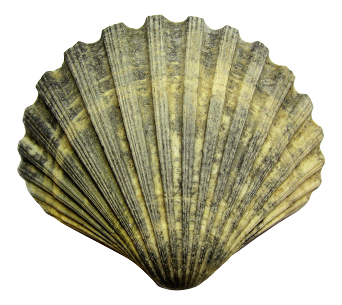 Shell Png File (olive, black, gray)