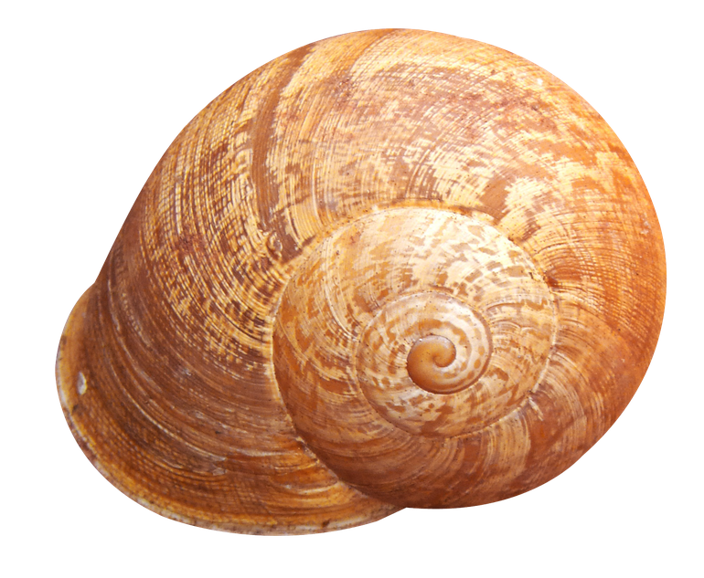 Shell Png Hd (chocolate, black, pink)