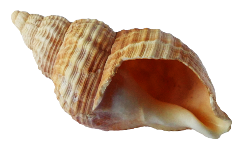 Shell Png Image (black, maroon)