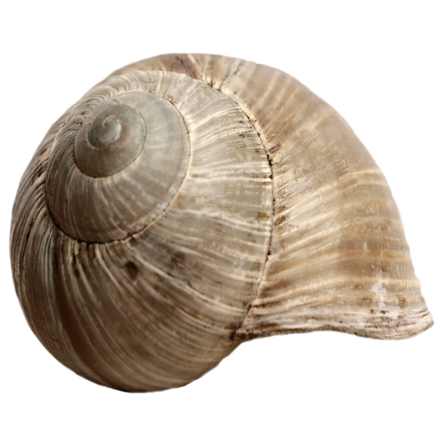 Shell Png Images (gray, white, lavender, silver, beige)