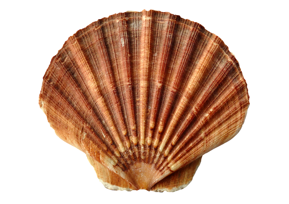 Shell Png Pic (chocolate, black, maroon)