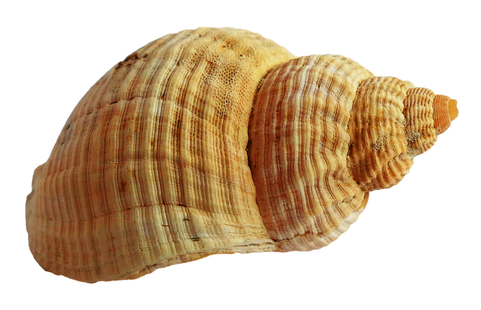 Shell Png Picture (black, olive, gray)