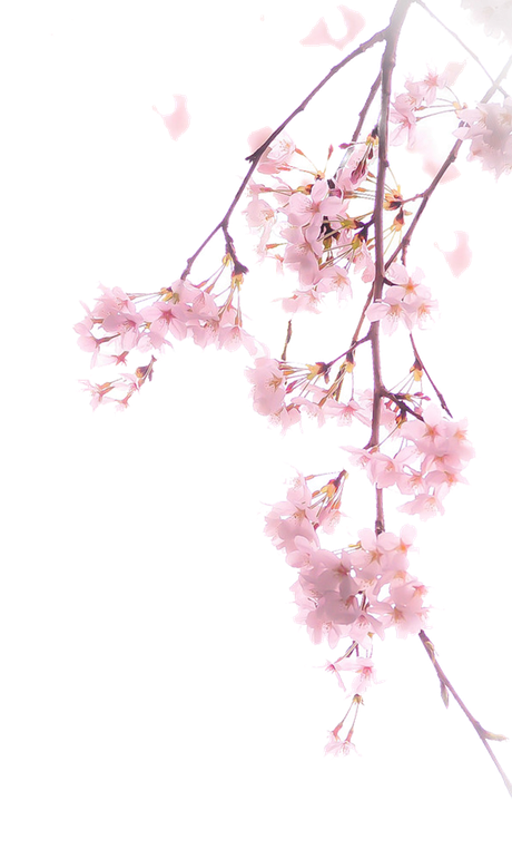 Cherry Blossom Flower Png (black, white)