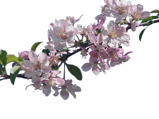 Cherry Blossom Png File (black, green)