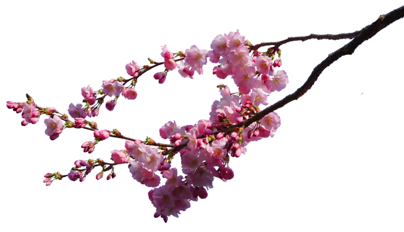 Cherry Blossom Png Image (black)