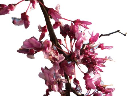 Cherry Blossom Png Transparent Image (black)