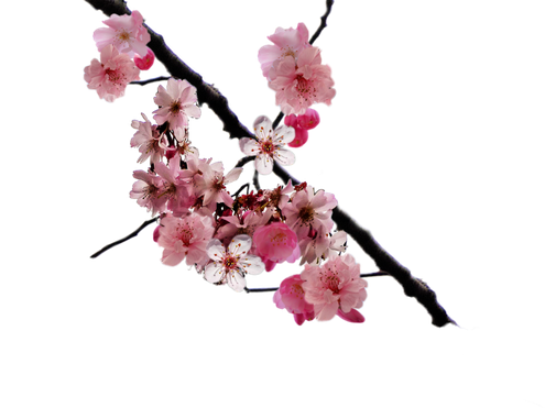 Cherry Blossom (black, silver)