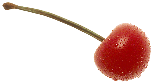 Cherry Fruit Transparent Background (white, maroon)