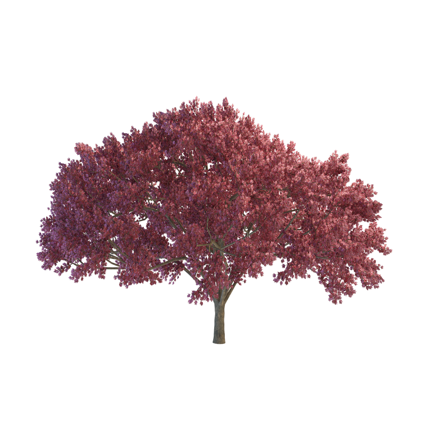 Cherry Tree Png File (black, purple, maroon)