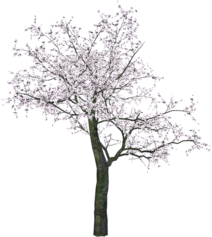 Cherry Tree Png Transparent Image (black)