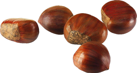 Chestnut Png File (black, maroon)