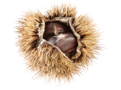 Chestnut Png Photo (black)