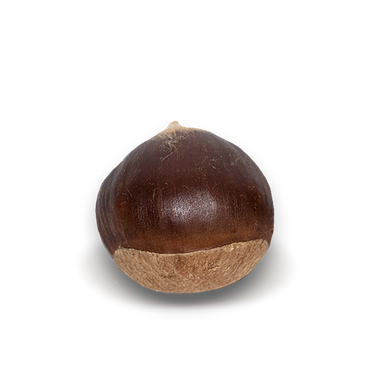 Chestnut Png Photos (black)