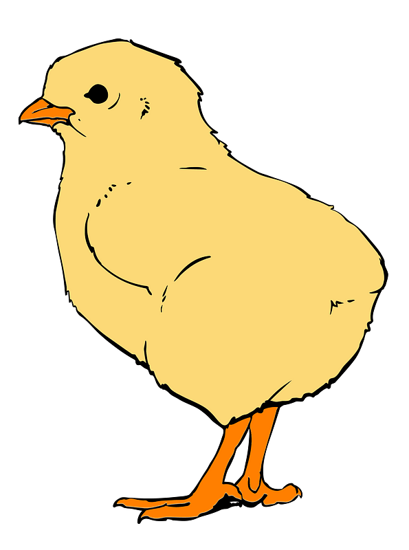 Chick Cartoon Png Clipart (pink, gray)