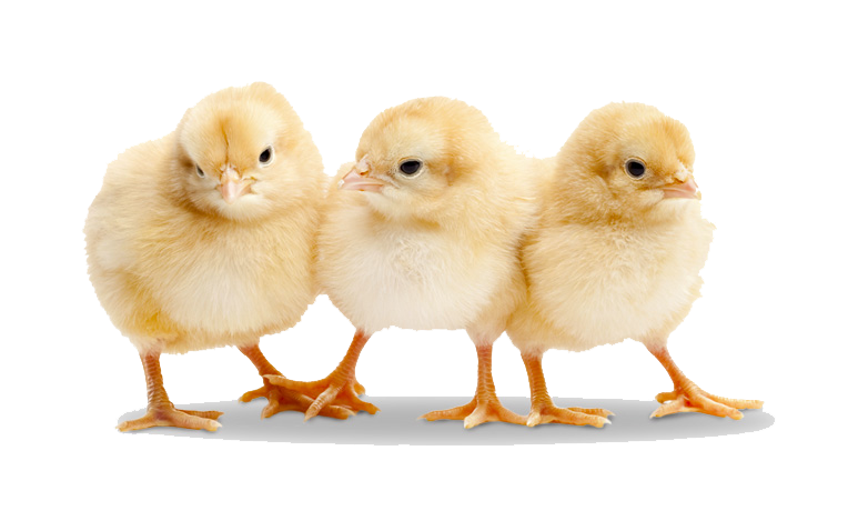 Chick Png Isolated Photo (white, silver, lavender)