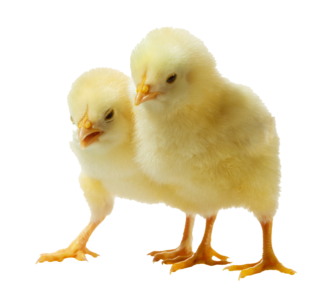 Chick Png Isolated Pic (white)