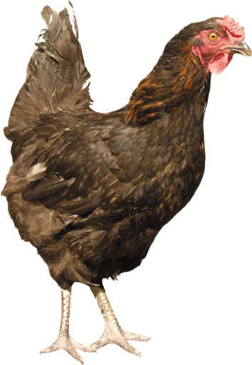 Chicken Bird Download Png Image (black)