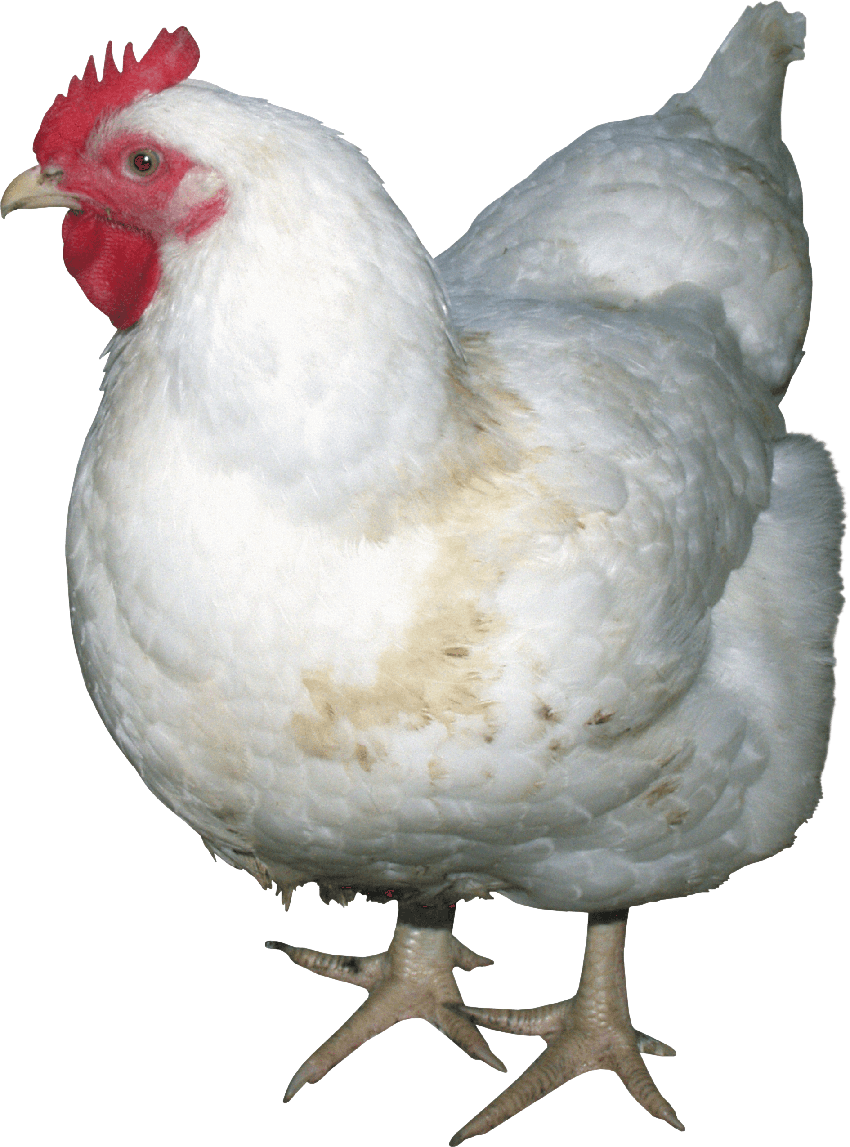 Chicken Bird Png Isolated Image (white, gray)