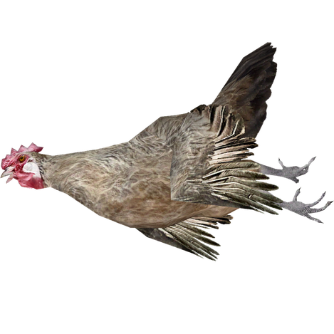 Chicken Bird Png Isolated Transparent Hd Photo (black, gray)