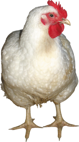 Chicken Bird Png Isolated Transparent Picture (black, white, beige)