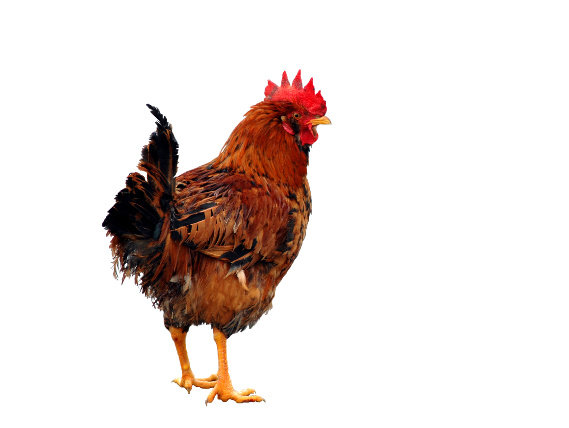 Chicken Bird Png Photo (black)