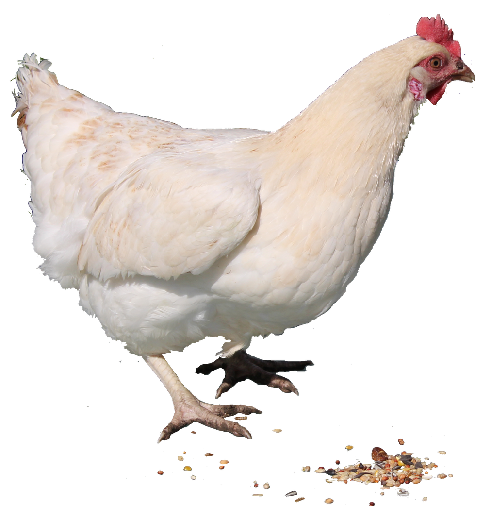 Chicken Bird Png Pic (black)