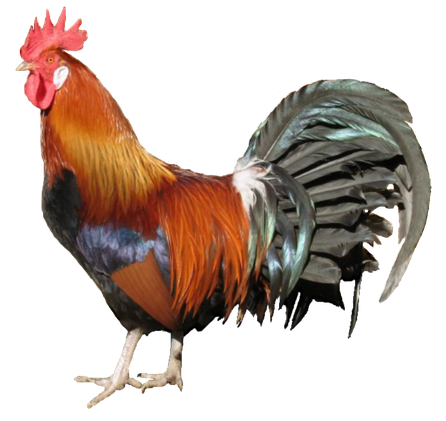 Chicken Bird Png Picture (black)