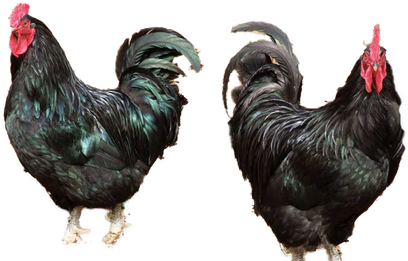 Chicken Bird Transparent Png (black)