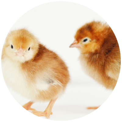 Chicks Png Clipart (white, beige)