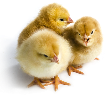 Chicks Png File (black, white, silver)