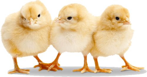 Chicks Png Image (silver, black, pink, gray, lavender)